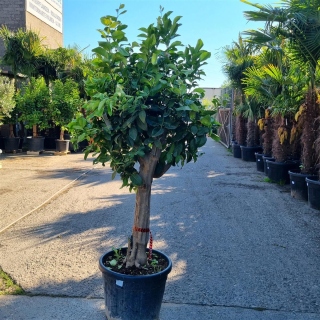 Zitronenbaum "Citrus Limon"  (Nr. 9) 35cm Stammu. 210cm hoch