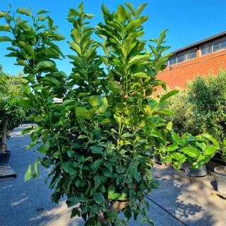 Zitronenbaum "Citrus Limon"  (Nr. 10) 35cm Stammu. 220cm hoch