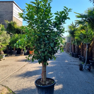 Zitronenbaum "Citrus Limon"  (Nr. 10) 35cm Stammu. 220cm hoch