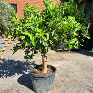 Orangenbaum "Citrus Sinensis" (Nr. 7) 25cm Stammu. 160cm hoch