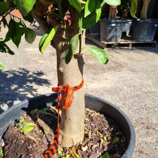 Orangenbaum "Citrus Sinensis" (Nr. 7) 25cm Stammu. 160cm hoch