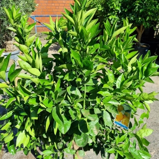 Orangenbaum "Citrus Sinensis" (Nr. 8) 23cm Stammu. 170cm hoch