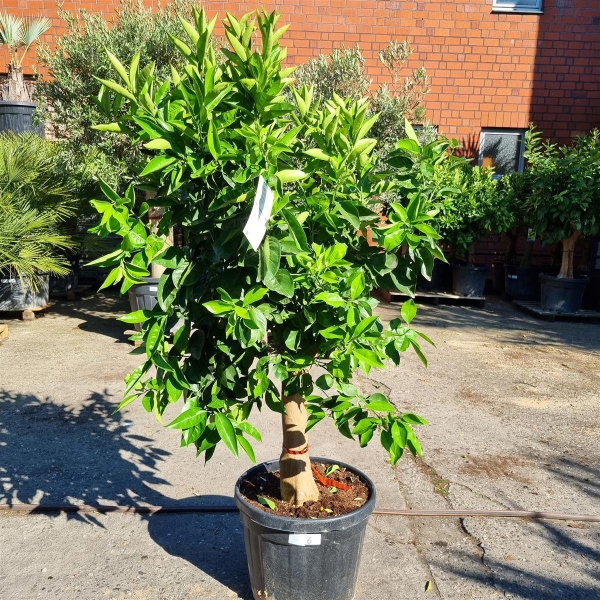 Orangenbaum "Citrus Sinensis" (Nr. 6) 24cm Stammu. 180cm hoch