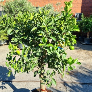 Orangenbaum "Citrus Sinensis" (Nr. 1) 25cm Stammu. 170cm hoch