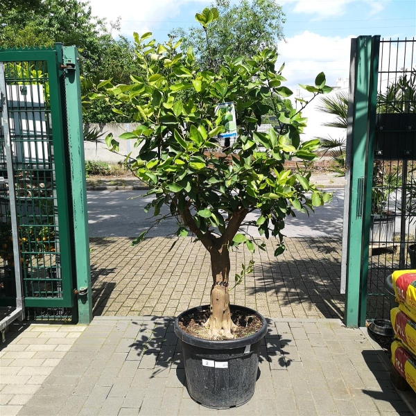 Limettenbaum "Citrus latifolia" (Nr.2) 30cm Stammumfang