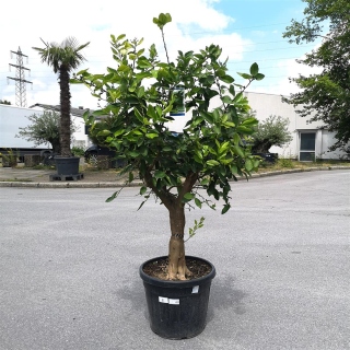 Limettenbaum "Citrus latifolia" (Nr.2) 30cm...