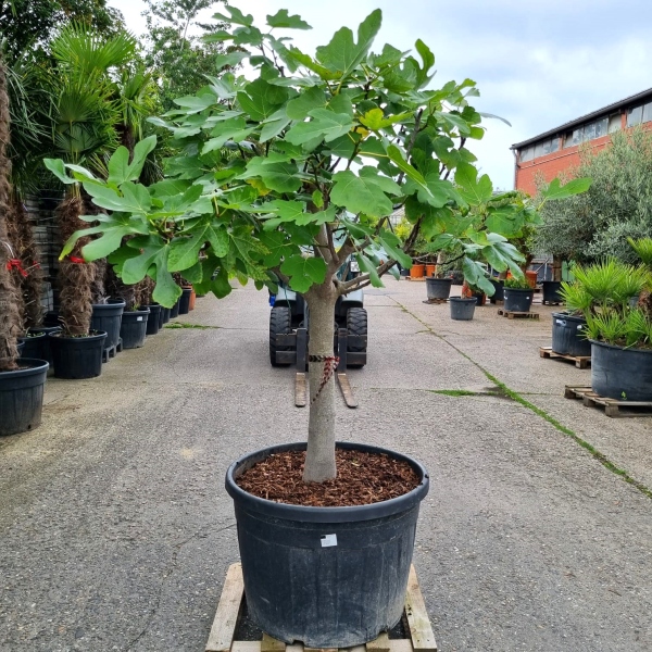 Feigenbaum "Ficus Carica" (Nr.3) +/-28cm Stammumfang