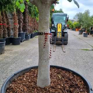 Feigenbaum "Ficus Carica" (Nr.3) +/-28cm...