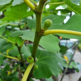 Feigenbaum "Ficus Carica" (Nr.3) +/-28cm Stammumfang