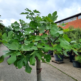 Feigenbaum "Ficus Carica" (Nr.3) +/-28cm Stammumfang