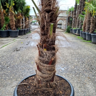 Hanfpalme "Trachycarpus Fortunei" +/-70cm Stamm (Nr.2)