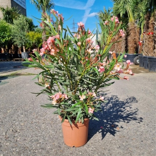 Oleander "Nerium Oleander" lachsfarben +/-90cm