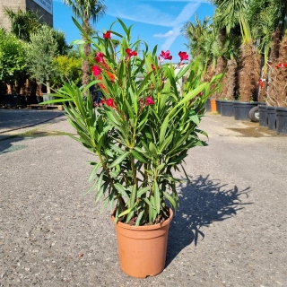 Oleander "Nerium Oleander" rot +/-90cm