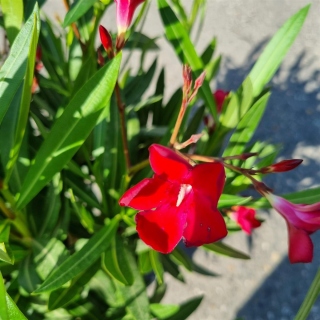 Oleander "Nerium Oleander" rot +/-90cm