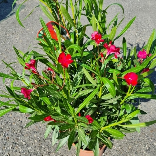 Oleander "Nerium Oleander" rot +/-90cm