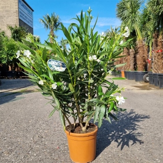 Oleander "Nerium Oleander" weiß +/-90cm