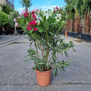 Oleander "Nerium Oleander" 3-farbig 90-100cm