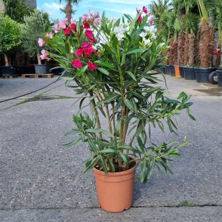 Oleander "Nerium Oleander" 3-farbig 90-100cm