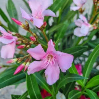 Oleander "Nerium Oleander" 3-farbig 90-100cm