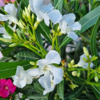 Oleander "Nerium Oleander" 3-farbig 90-100cm