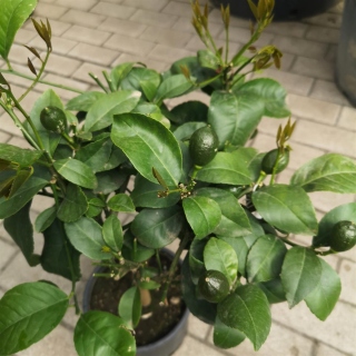 Zitronenbaum Citrus Meyeri +/-60cm