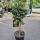 Chinotto "Citrus aurantium var. Myrtifolia"  +/-70cm