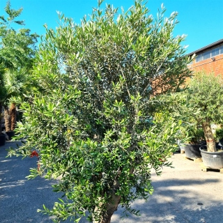 Olivenbaum "Olea Europaea" 56cm Stammu. Schale 2