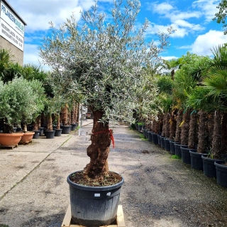 Olivenbaum "Olea Europaea" (Nr.22) 83cm Stammu....