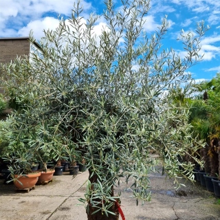 Olivenbaum "Olea Europaea" (Nr.22) 83cm Stammu. 260cm hoch