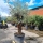 Olivenbaum "Olea Europaea" (Nr.22) 83cm Stammu. 260cm hoch