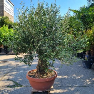 Olivenbaum "Olea Europaea" 89cm Stammu. Schale 6