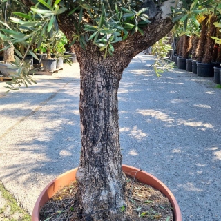 Olivenbaum Schale Nummer 4 100cm Stammumfang