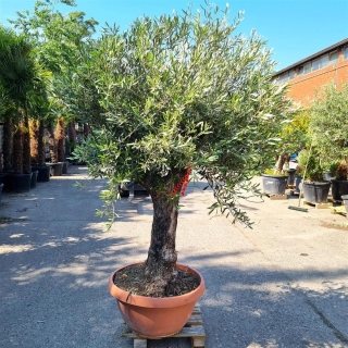 Olivenbaum "Olea Europaea" 61cm Stammu. Schale 12