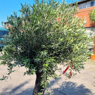 Olivenbaum "Olea Europaea" 61cm Stammu. Schale 12