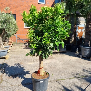 Orangenbaum "Citrus Sinensis" (Nr. 10) 25cm Stammu. 180cm hoch
