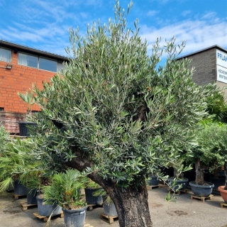 Olivenbaum "Olea Europaea" (Nr.5) 90cm Stammu. Bonsai - 230cm hoch