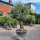 Olivenbaum "Olea Europaea" (Nr.5) 90cm Stammu. Bonsai - 230cm hoch
