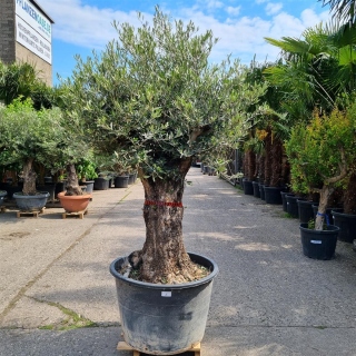 Olivenbaum "Olea Europaea" (Nr.6) 85cm Stammu. Bonsai - 210cm hoch
