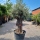 Olivenbaum "Olea Europaea" (Nr.6) 85cm Stammu. Bonsai - 210cm hoch