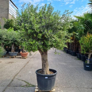 Olivenbaum "Olea Europaea" (Nr.11) 61cm Stammu. 240cm hoch