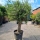 Olivenbaum "Olea Europaea" (Nr.11) 61cm Stammu. 240cm hoch