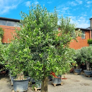 Olivenbaum "Olea Europaea" (Nr.13) 54cm Stammu. 240cm hoch