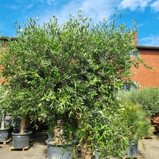 Olivenbaum "Olea Europaea" (Nr.15) 56cm Stammu....