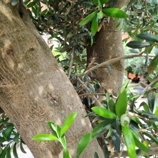 Olivenbaum "Olea Europaea" (Nr.15) 56cm Stammu. 240cm hoch