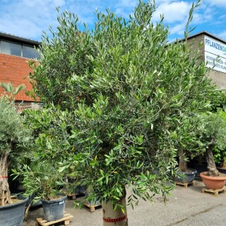 Olivenbaum "Olea Europaea" (Nr.16) 60cm Stammu. 240cm hoch