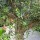 Olivenbaum "Olea Europaea" (Nr.16) 60cm Stammu. 240cm hoch