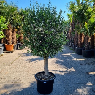 Olivenbaum "Olea Europaea" (Nr.18) 36cm Stammu. +/-200cm hoch