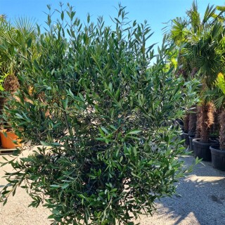 Olivenbaum "Olea Europaea" (Nr.18) 36cm Stammu. +/-200cm hoch
