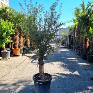 Olivenbaum "Olea Europaea" (Nr.24) 42cm Stammu....