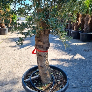 Olivenbaum "Olea Europaea" (Nr.24) 42cm Stammu. 220cm hoch